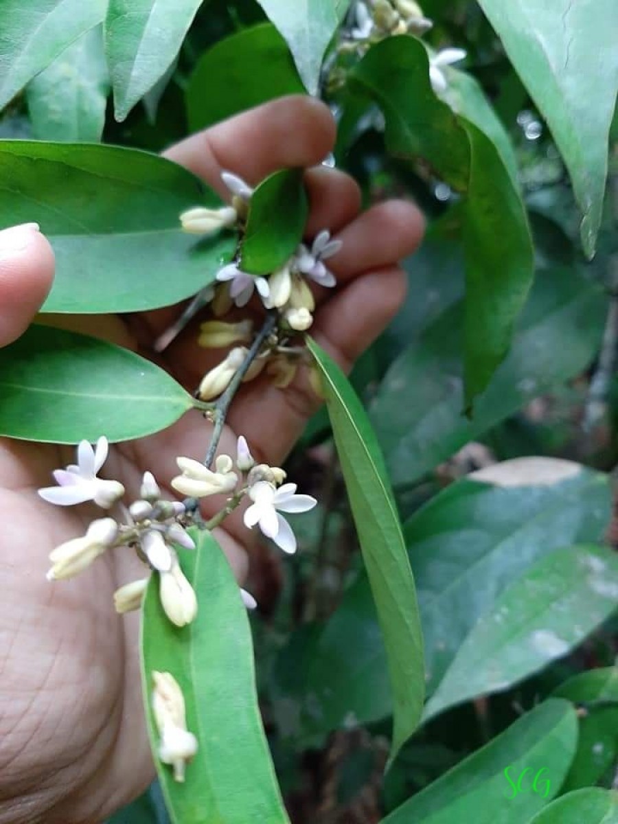 Xanthophyllum zeylanicum Meijden